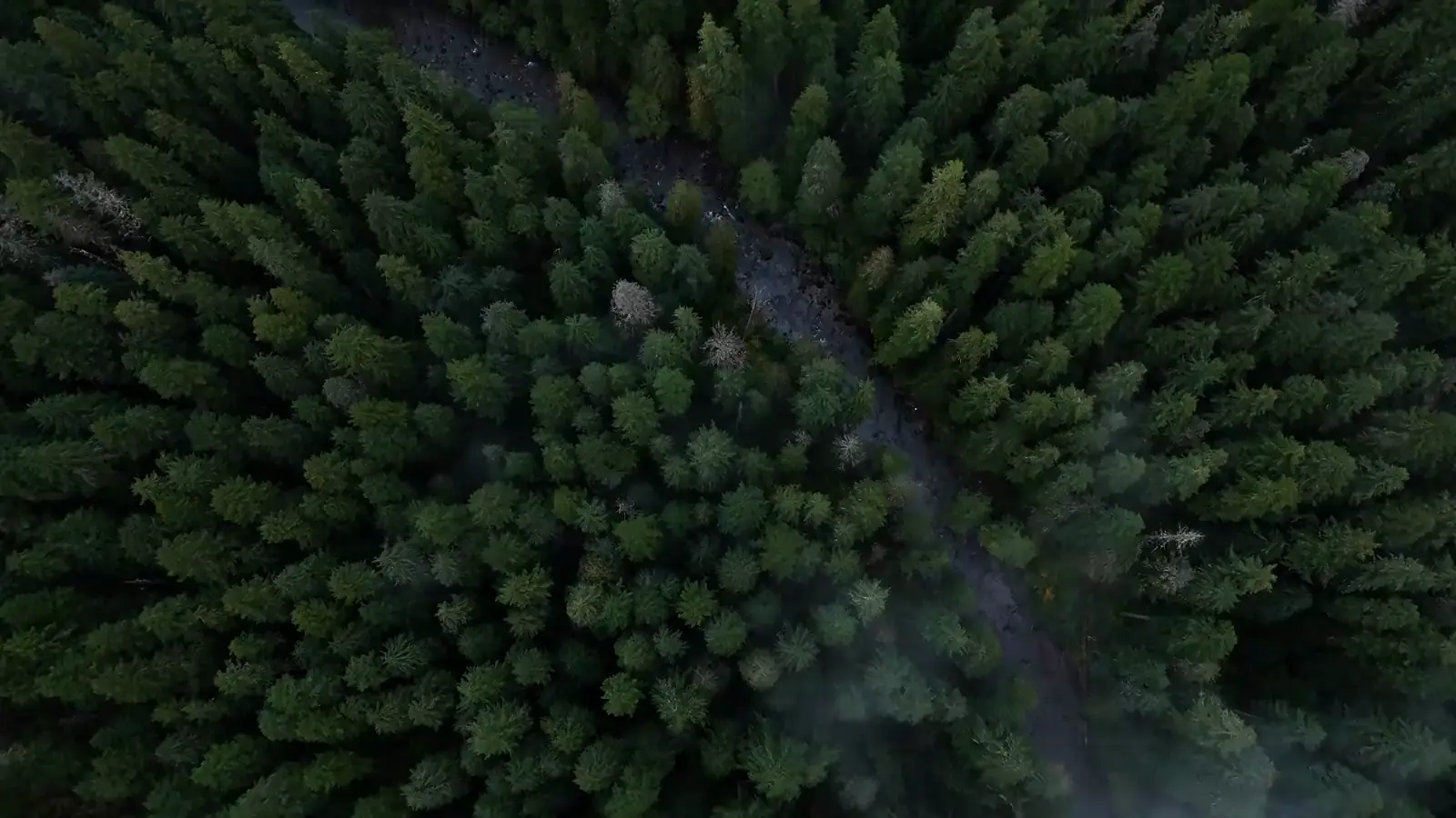 Aerial view of forested coastal slopes with cloud moving through the trees