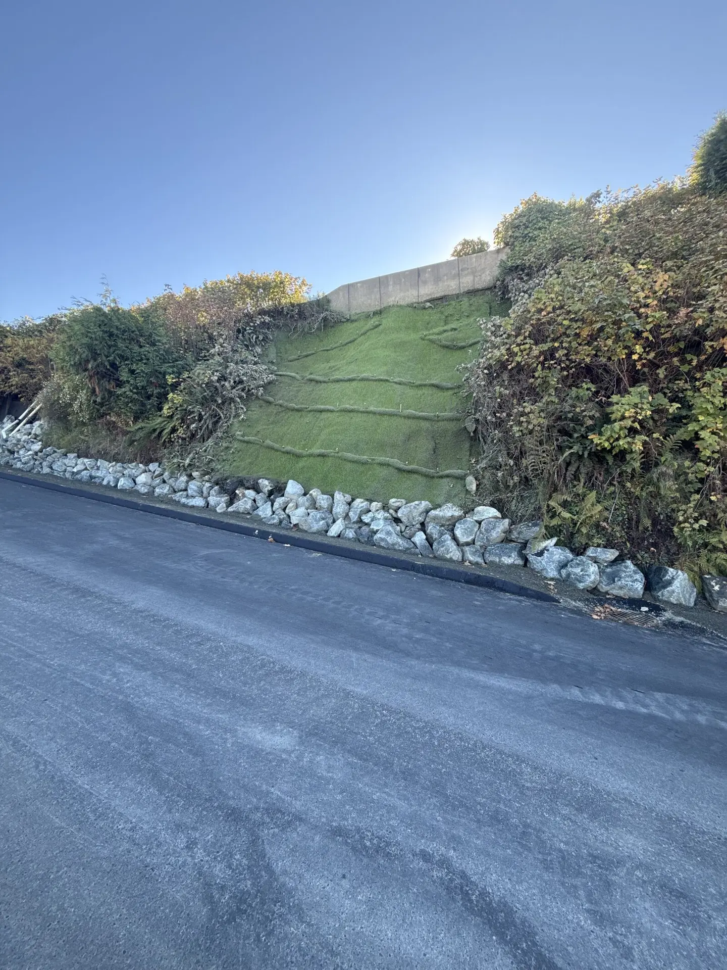 Hydroseeded slope, Vancouver Island